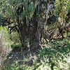 Plants: image 55 Of 208 Thumb
